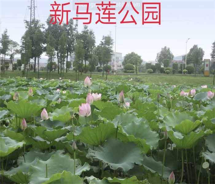 大朗小產權房: 金澤花園
