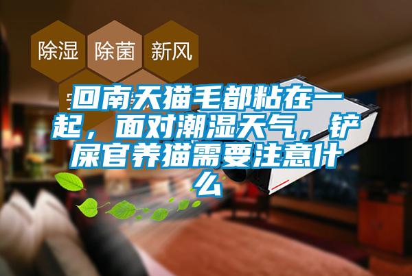 回南天貓毛都粘在一起，面對(duì)潮濕天氣，鏟屎官養(yǎng)貓需要注意什么