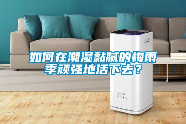 如何在潮濕黏膩的梅雨季頑強(qiáng)地活下去？