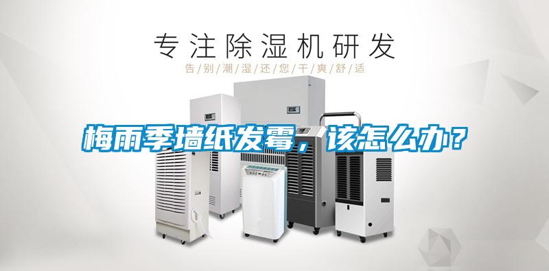 梅雨季墻紙發(fā)霉，該怎么辦？