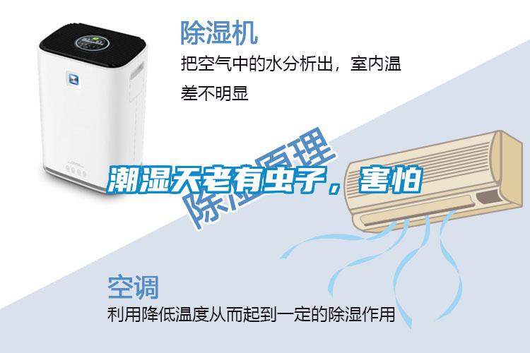 潮濕天老有蟲(chóng)子，害怕