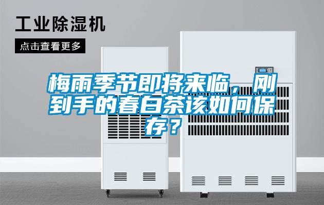 梅雨季節(jié)即將來臨，剛到手的春白茶該如何保存？