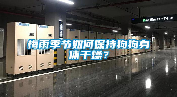 梅雨季節(jié)如何保持狗狗身體干燥？