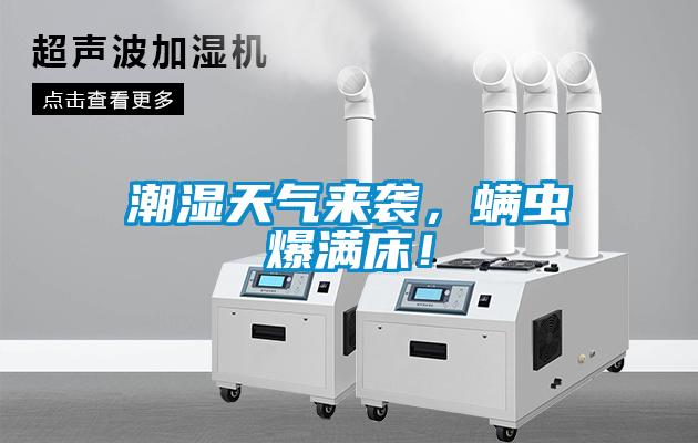 潮濕天氣來襲，螨蟲爆滿床！