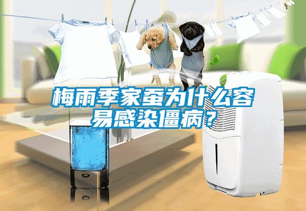 梅雨季家蠶為什么容易感染僵病？