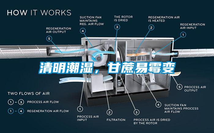 清明潮濕，甘蔗易霉變