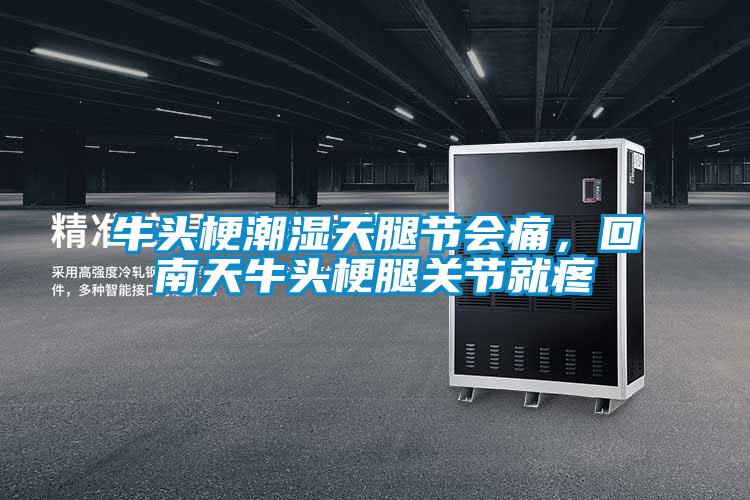 牛頭梗潮濕天腿節(jié)會(huì)痛，回南天牛頭梗腿關(guān)節(jié)就疼