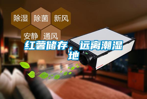 紅薯儲存，遠離潮濕地